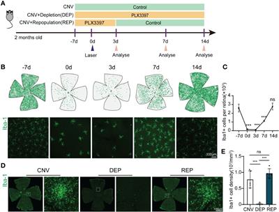 Microglial repopulation restricts ocular inflammation and choroidal neovascularization in mice